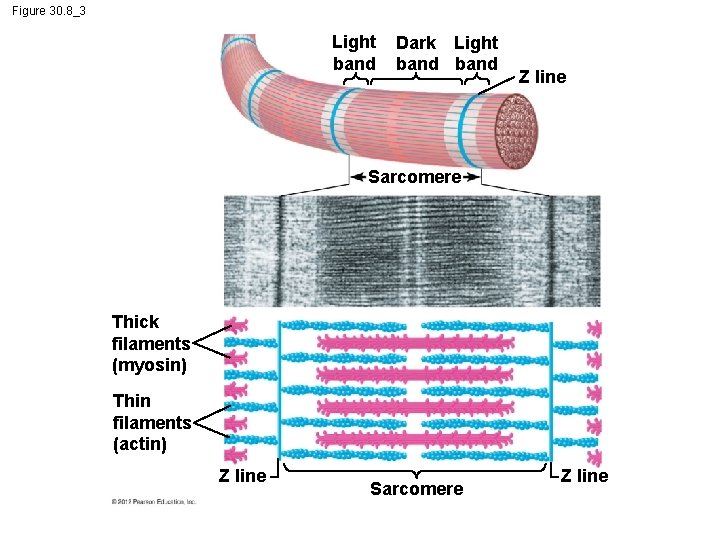 Figure 30. 8_3 Light band Dark Light band Z line Sarcomere Thick filaments (myosin)