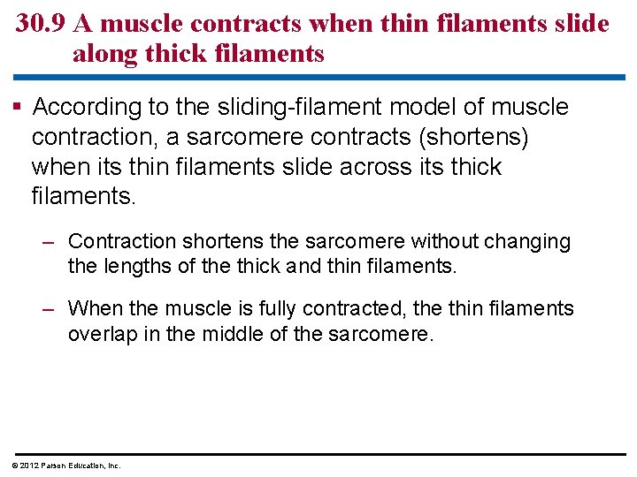 30. 9 A muscle contracts when thin filaments slide along thick filaments § According