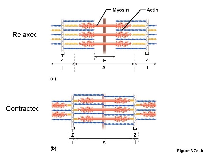 Actin Myosin Relaxed Z H Z I A I (a) Contracted Z I (b)