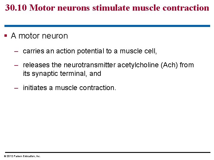 30. 10 Motor neurons stimulate muscle contraction § A motor neuron – carries an