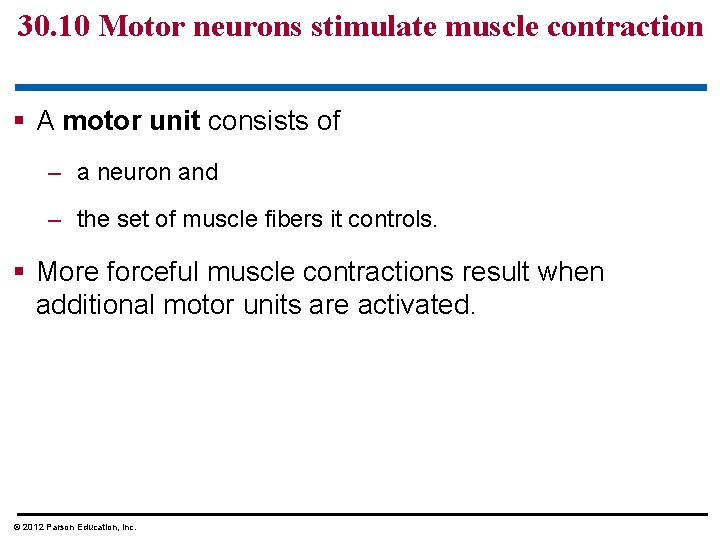 30. 10 Motor neurons stimulate muscle contraction § A motor unit consists of –