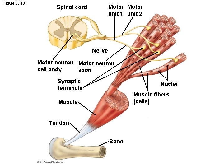 Figure 30. 10 C Motor unit 1 unit 2 Spinal cord Nerve Motor neuron