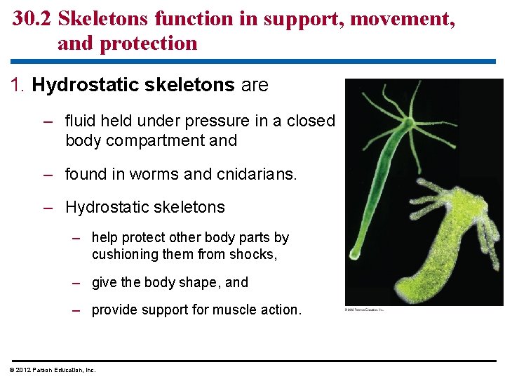 30. 2 Skeletons function in support, movement, and protection 1. Hydrostatic skeletons are –