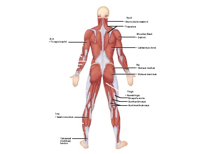 Neck • Sternocleidomastoid • Trapezius Shoulder/Back • Deltoid Arm • Triceps brachii • Latissimus