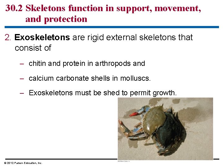 30. 2 Skeletons function in support, movement, and protection 2. Exoskeletons are rigid external