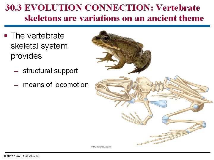 30. 3 EVOLUTION CONNECTION: Vertebrate skeletons are variations on an ancient theme § The