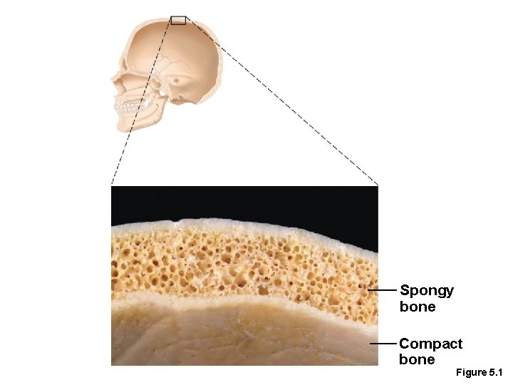 Spongy bone Compact bone Figure 5. 1 