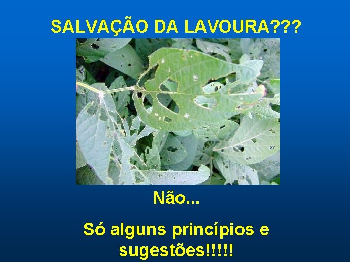 SALVAÇÃO DA LAVOURA? ? ? Não. . . Só alguns princípios e sugestões!!!!! 