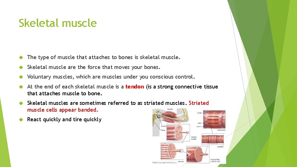 Skeletal muscle The type of muscle that attaches to bones is skeletal muscle. Skeletal