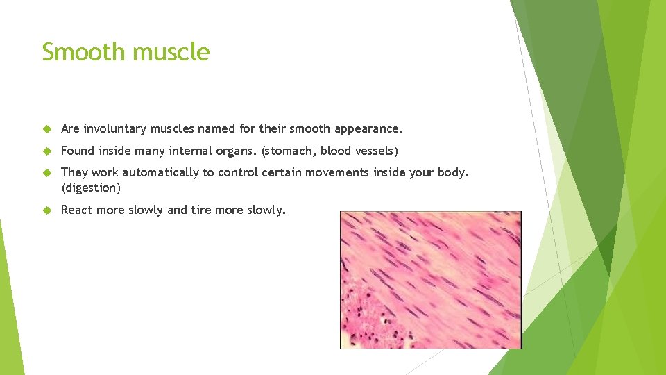 Smooth muscle Are involuntary muscles named for their smooth appearance. Found inside many internal