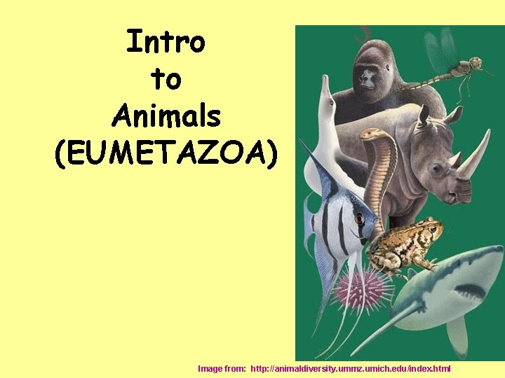 Intro to Animals (EUMETAZOA) Image from: http: //animaldiversity. ummz. umich. edu/index. html 