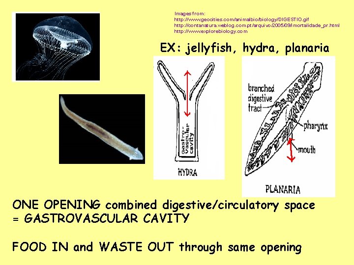 Images from: http: //www. geocities. com/animalbio/biology/DIGESTIO. gif http: //contanatura. weblog. com. pt/arquivo/2005/09/imortalidade_pr. html http: