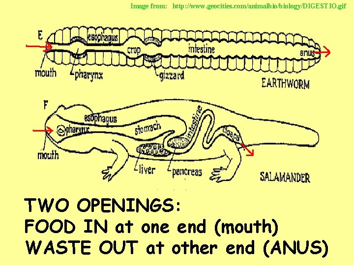 Image from: http: //www. geocities. com/animalbio/biology/DIGESTIO. gif TWO OPENINGS: FOOD IN at one end