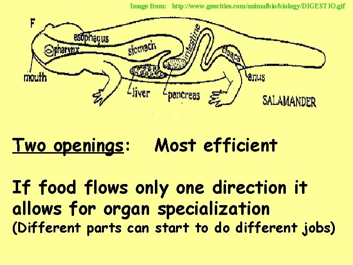 Image from: http: //www. geocities. com/animalbio/biology/DIGESTIO. gif Two openings: Most efficient If food flows