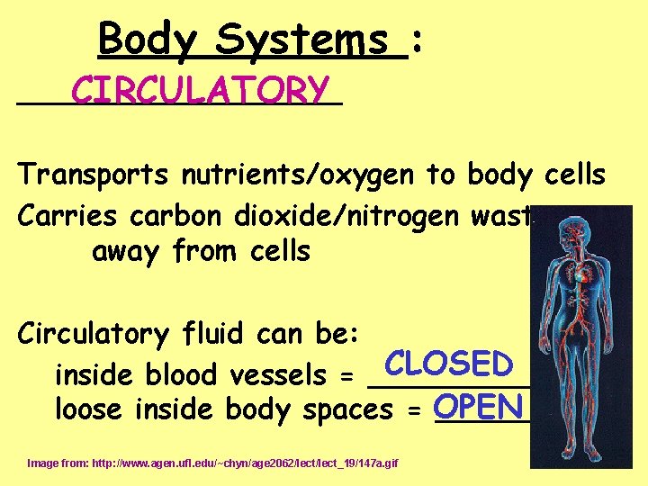 Body Systems : _________ CIRCULATORY Transports nutrients/oxygen to body cells Carries carbon dioxide/nitrogen waste