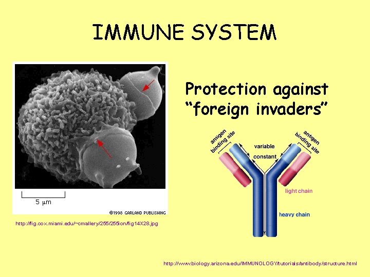 IMMUNE SYSTEM Protection against “foreign invaders” http: //fig. cox. miami. edu/~cmallery/255 ion/fig 14 X