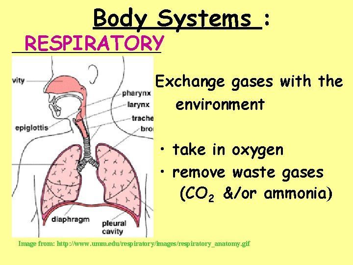 Body Systems : __________ RESPIRATORY Exchange gases with the environment • take in oxygen