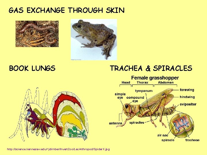 GAS EXCHANGE THROUGH SKIN BOOK LUNGS TRACHEA & SPIRACLES http: //science. kennesaw. edu/~jdirnber/Invert. Zoo/Lec.