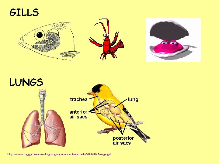 GILLS LUNGS trachea lung anterior air sacs posterior air sacs http: //www. ciggyfree. com/cigblog/wp-content/uploads/2007/02/lungs.