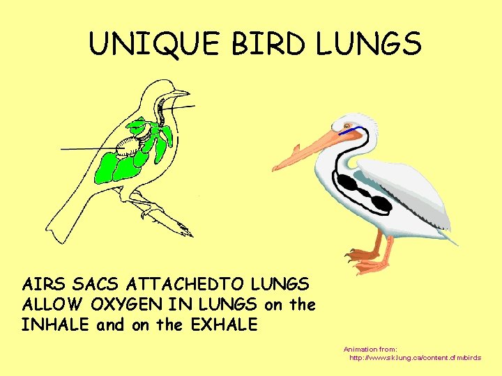 UNIQUE BIRD LUNGS AIRS SACS ATTACHEDTO LUNGS ALLOW OXYGEN IN LUNGS on the INHALE