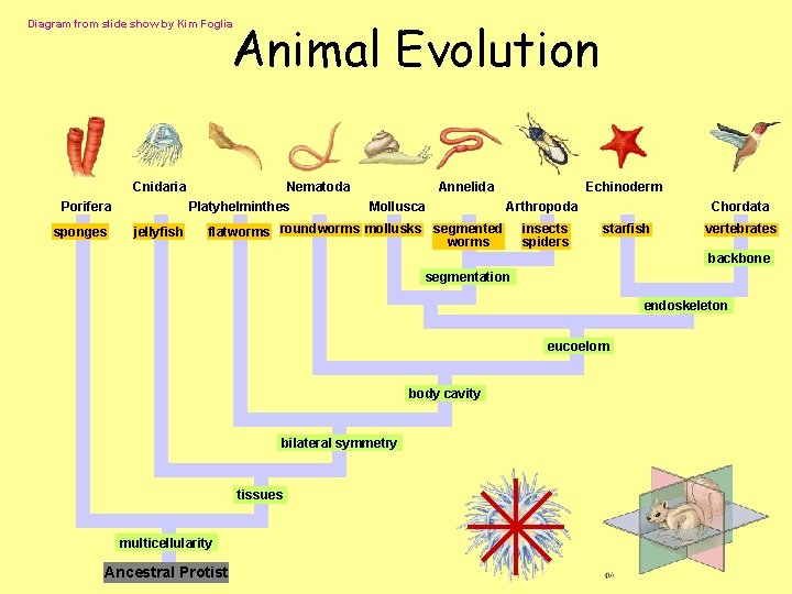 Animal Evolution Diagram from slide show by Kim Foglia Cnidaria Porifera sponges jellyfish Nematoda