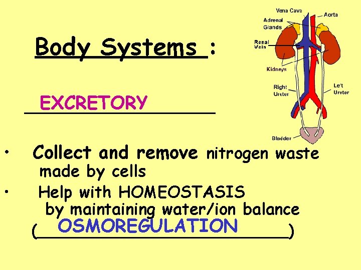 Body Systems : EXCRETORY __________ • • Collect and remove nitrogen waste made by