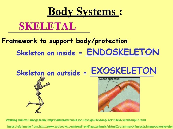 Body Systems : SKELETAL __________ Framework to support body/protection ENDOSKELETON Skeleton on inside =