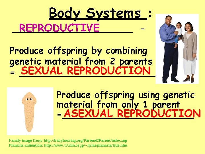 Body Systems : REPRODUCTIVE ___________ - Produce offspring by combining genetic material from 2