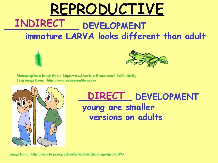 REPRODUCTIVE INDIRECT _______ DEVELOPMENT immature LARVA looks different than adult Metamorphosis image from: http: