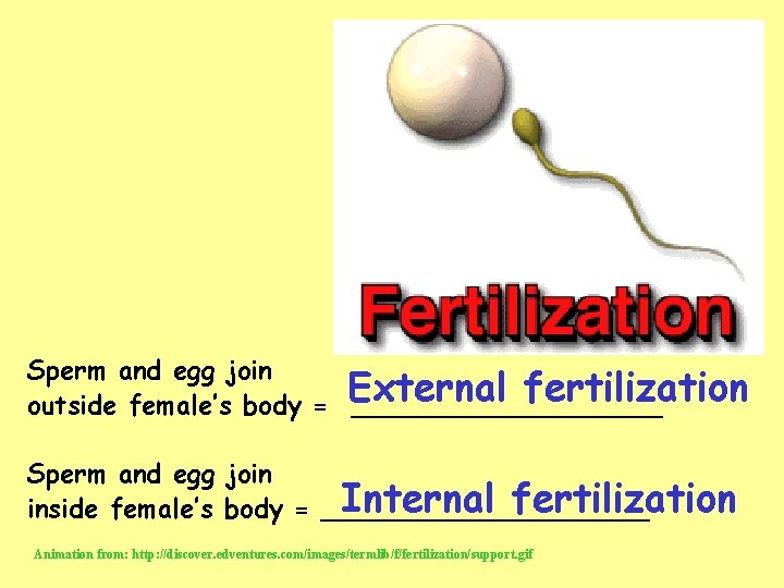 Sperm and egg join External fertilization outside female’s body = __________ Sperm and egg