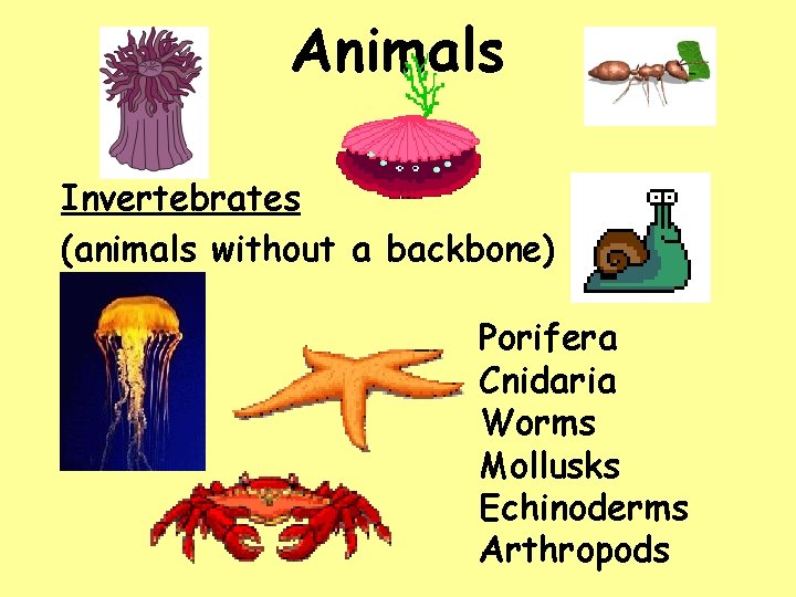 Animals Invertebrates (animals without a backbone) Porifera Cnidaria Worms Mollusks Echinoderms Arthropods 