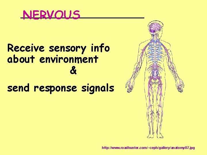 __________ NERVOUS Receive sensory info about environment & send response signals http: //www. roadhunter.