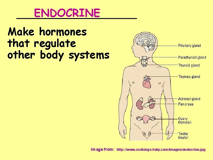 ENDOCRINE _________ Make hormones that regulate other body systems Image from: http: //www. cushings-help.