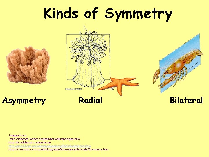 Kinds of Symmetry Asymmetry Radial Images from: http: //mbgnet. mobot. org/salt/animals/sponges. htm http: //biodidac.
