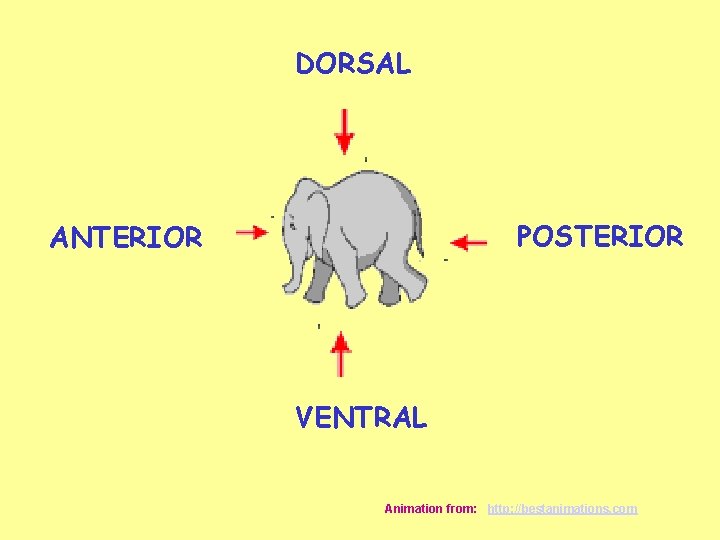 DORSAL POSTERIOR ANTERIOR VENTRAL Animation from: http: //bestanimations. com 