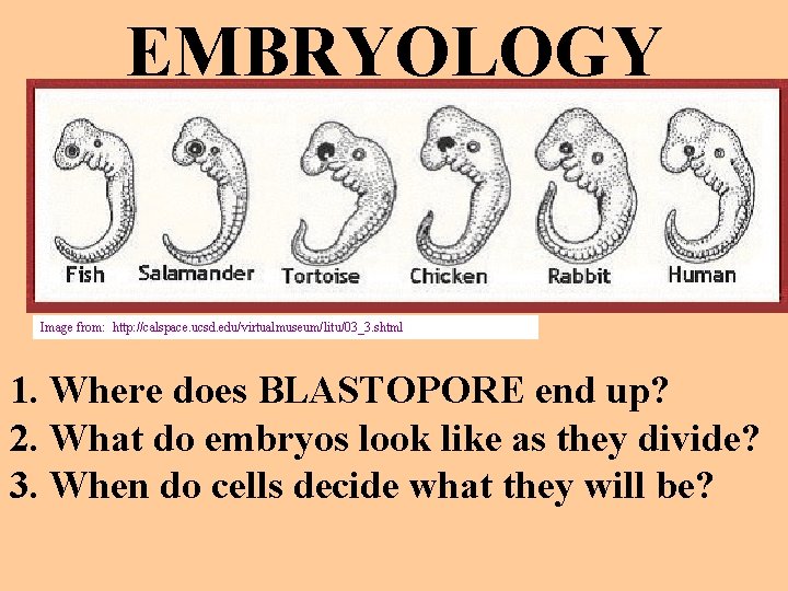 EMBRYOLOGY Image from: http: //calspace. ucsd. edu/virtualmuseum/litu/03_3. shtml 1. Where does BLASTOPORE end up?