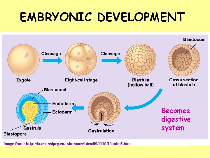 EMBRYONIC DEVELOPMENT Becomes digestive system Image from: http: //io. uwinnipeg. ca/~simmons/16 cm 05/1116/16 anim