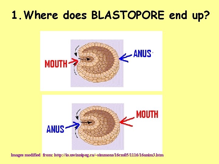 1. Where does BLASTOPORE end up? Images modified from: http: //io. uwinnipeg. ca/~simmons/16 cm