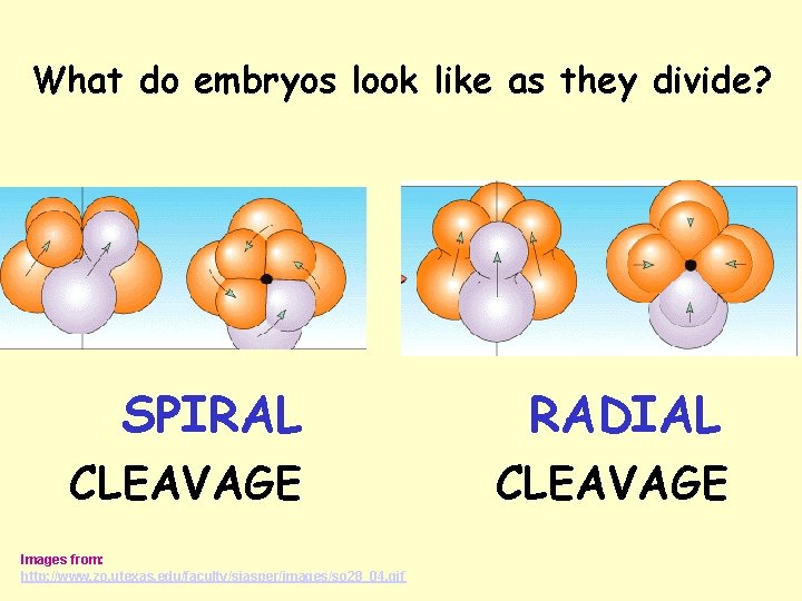 What do embryos look like as they divide? SPIRAL RADIAL CLEAVAGE Images from: http: