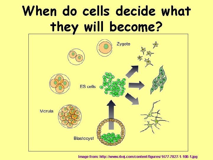 When do cells decide what they will become? Image from: http: //www. rbej. com/content/figures/1477
