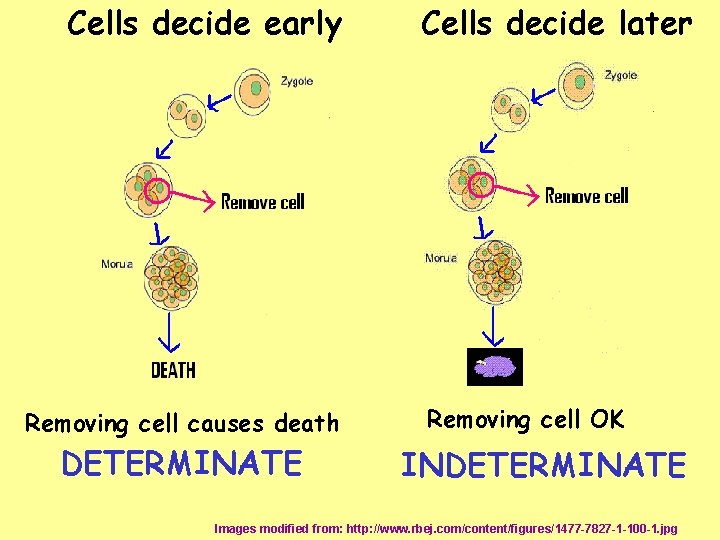 Cells decide early Removing cell causes death DETERMINATE Cells decide later Removing cell OK