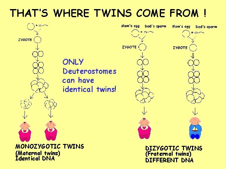 THAT’S WHERE TWINS COME FROM ! ONLY Deuterostomes can have identical twins! MONOZYGOTIC TWINS