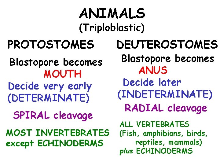 ANIMALS (Triploblastic) PROTOSTOMES Blastopore becomes MOUTH Decide very early (DETERMINATE) SPIRAL cleavage MOST INVERTEBRATES