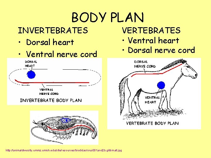 BODY PLAN INVERTEBRATES • Dorsal heart • Ventral nerve cord VERTEBRATES • Ventral heart