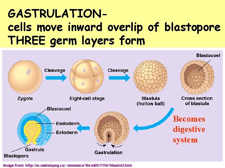 GASTRULATIONcells move inward overlip of blastopore THREE germ layers form Becomes digestive system Image