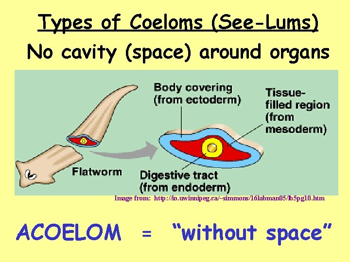 Types of Coeloms (See-Lums) No cavity (space) around organs Image from: http: //io. uwinnipeg.