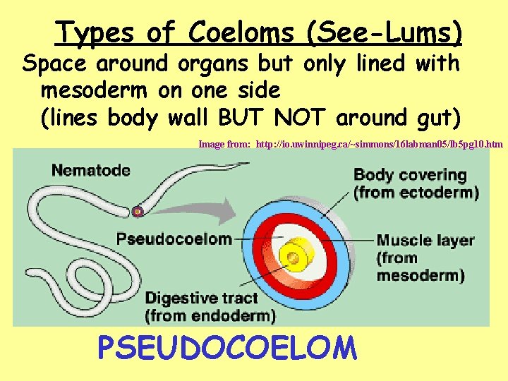 Types of Coeloms (See-Lums) Space around organs but only lined with mesoderm on one