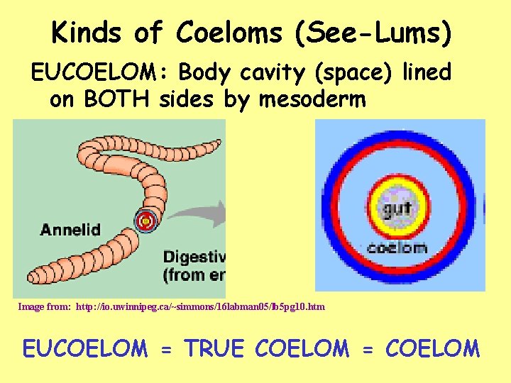 Kinds of Coeloms (See-Lums) EUCOELOM: Body cavity (space) lined on BOTH sides by mesoderm