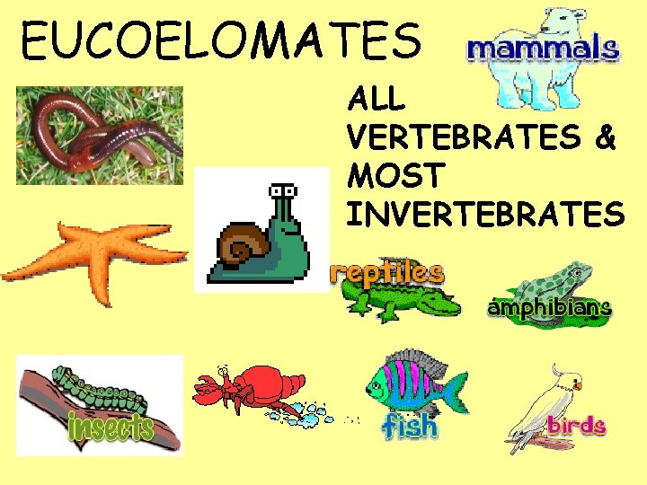 EUCOELOMATES ALL VERTEBRATES & MOST INVERTEBRATES 