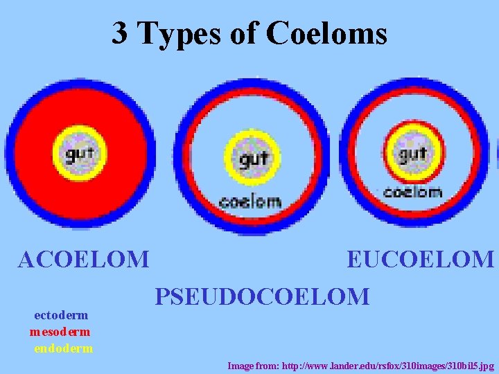 3 Types of Coeloms ACOELOM ectoderm mesoderm endoderm EUCOELOM PSEUDOCOELOM Image from: http: //www.